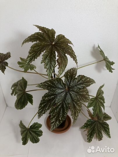 Бегония Гриффон,филодендрон Малай голд и др