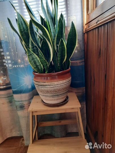 Сансевиерия