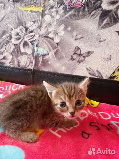 Котятки 1 месяц в добрые руки