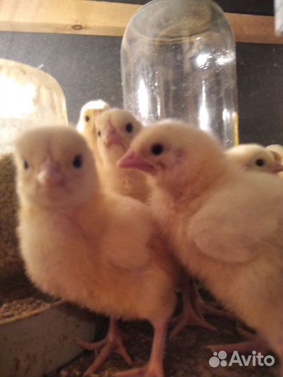 Бройлеры. Индюшата. Цесарята