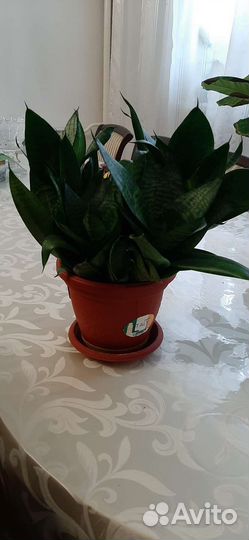 Сансевиерия