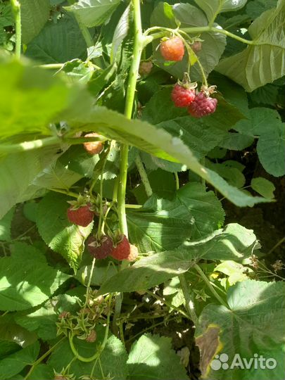 Малина ремонтантная