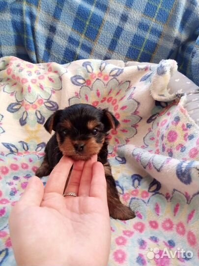 Йоркширский терьер мини