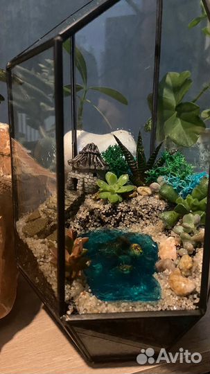 Флорариум суккуленты