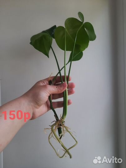 Комнатные растения (офис) Монстера