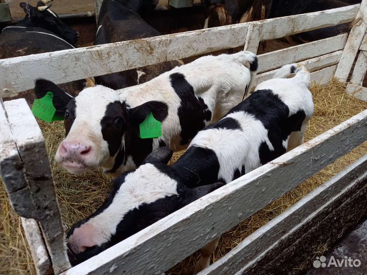 Бычки элитные