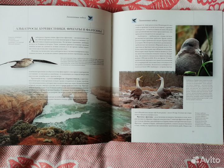 Энциклопедия Птицы мира Аванта