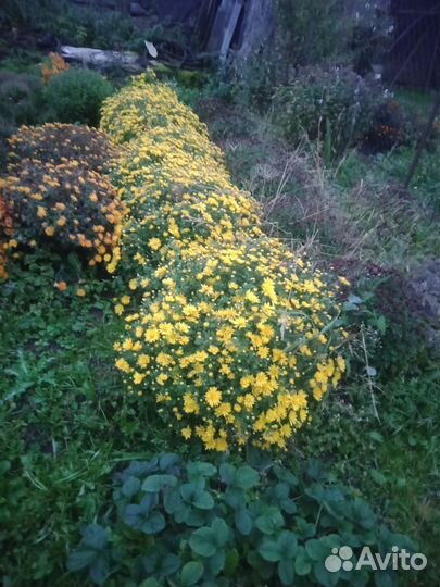 Хризантемы мультифлора, хоста голубымии листьями