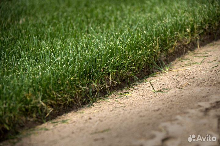 Рулонный газон с укладкой от производителя