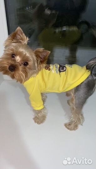 Йоркширский терьер вязка мальчик