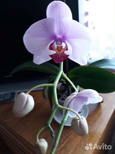 Орхидея фаленопсис нежнорозовая