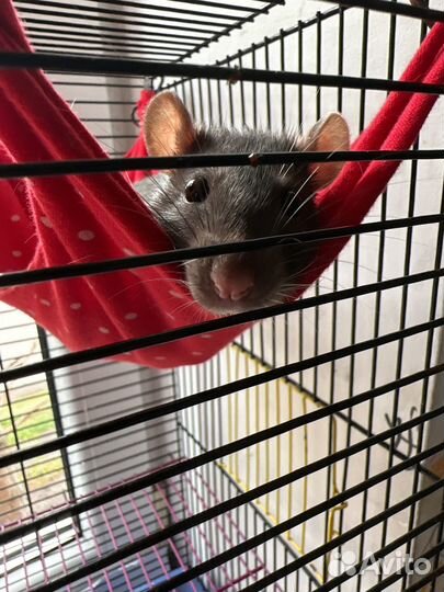 Крысы и клетка