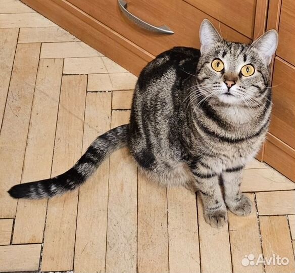 Кошка полосатик табби