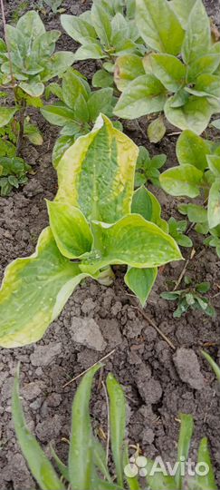 Молочай и Хосты