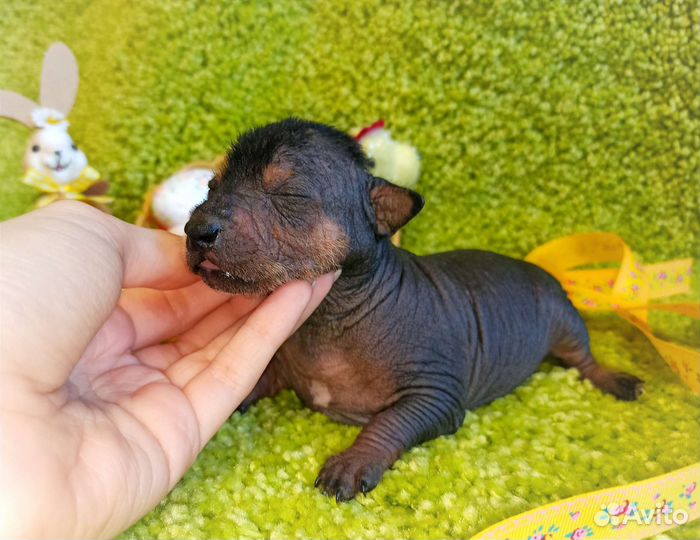 Мексиканская голая собака