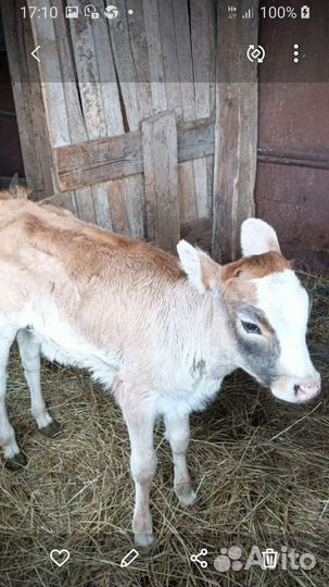 Бычок и тёлочка 5 и 4 месяца