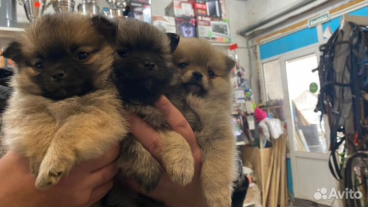 Щенки шпица