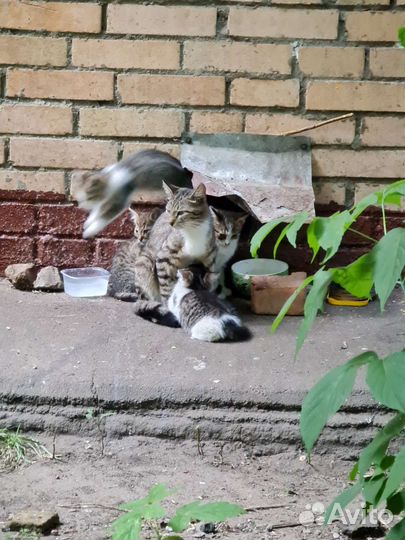 Кошки и котята дворовые