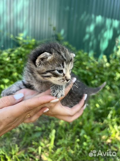 Милые котята ищут своих хозяев для любви и счастья