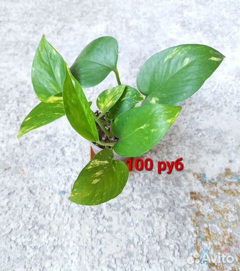 Эпипремнум, сциндансус