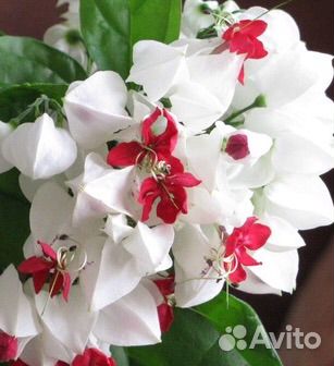 Клеродендрум Томпсона