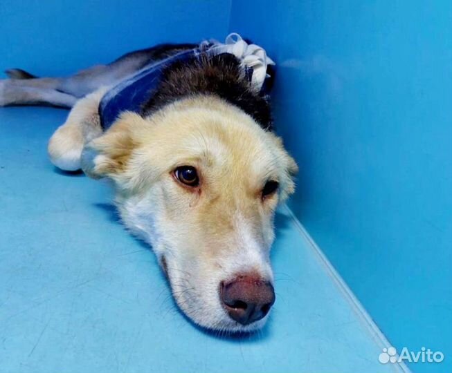 Нет времени у Алёнки