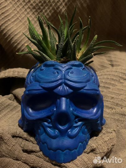 Череп из гипса, кашпо, хавортия