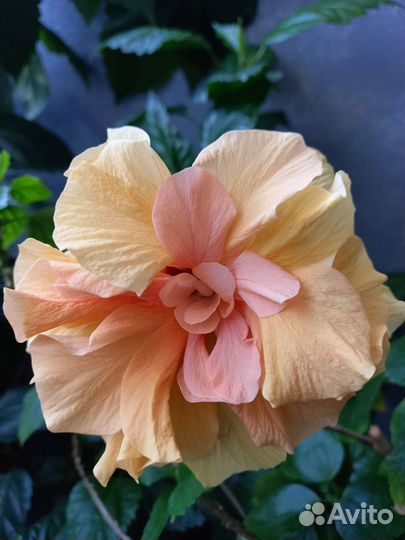 Гибискус китайская роза