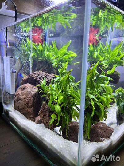 Аквариум