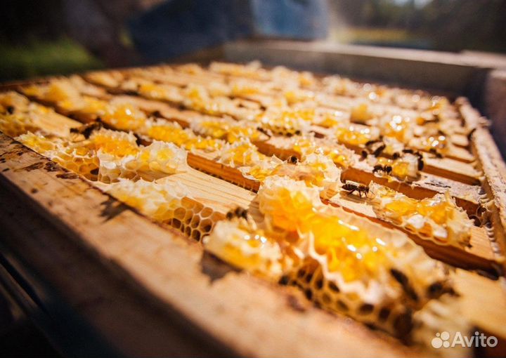 2024 Мёд натуральный с Алтая опт