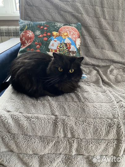 Кошки в добрые руки бесплатно