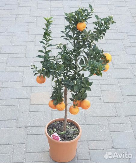 Цитрусы (саженцы) и прививки