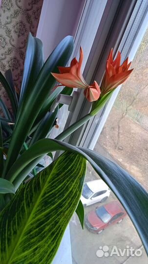 Комнатные цветы