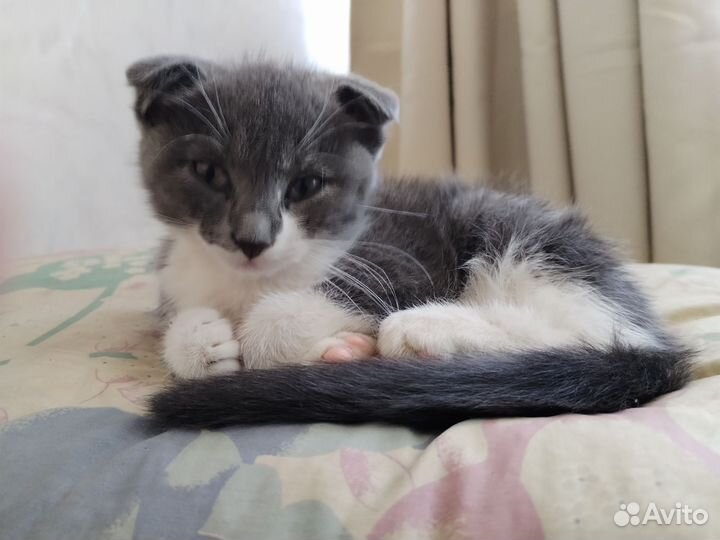 Котёнок в добрые руки