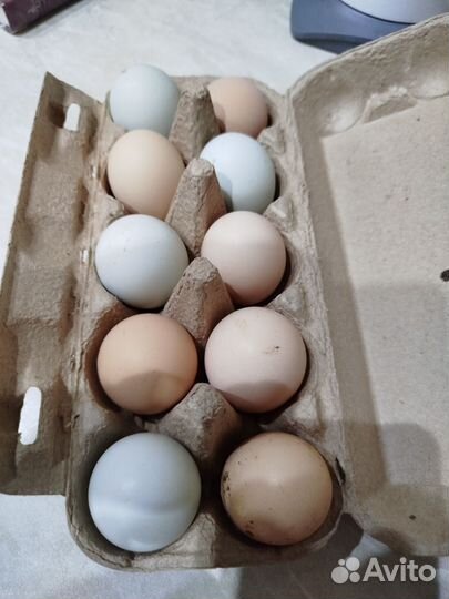 Инкубационное яйцо