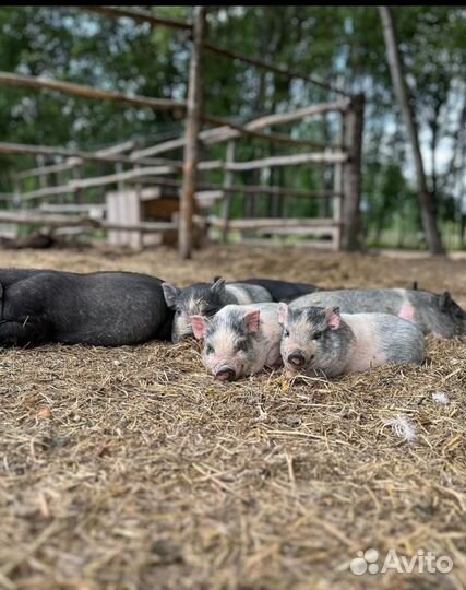 Вьетнамские вислобрюхие поросята