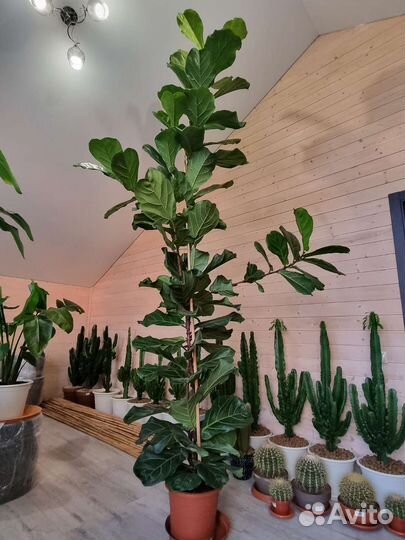 Фикус Лирата Крупномер Высокий 3,5м