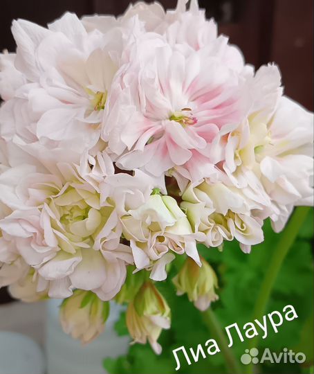 Пеларгония герань сортовая Лиа Лаура