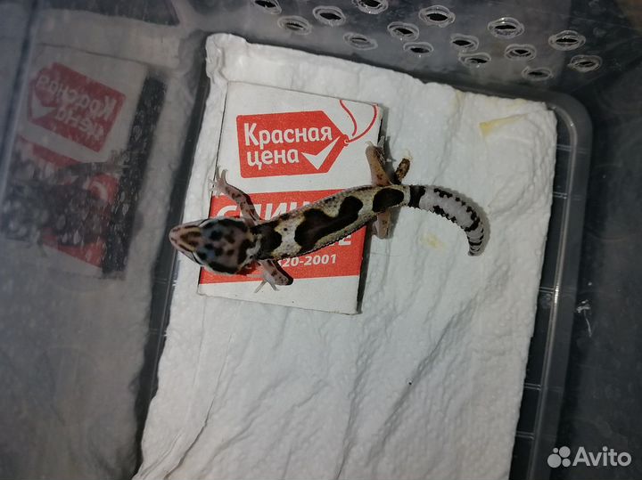 Эублефар самец Мак ба гет эклипс