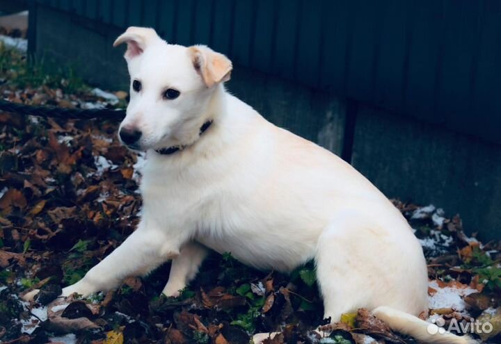 Белоснежный щеночек в добрые руки