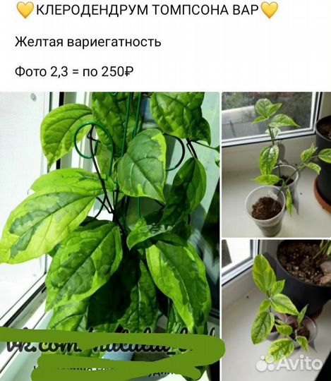 Комнатные растения