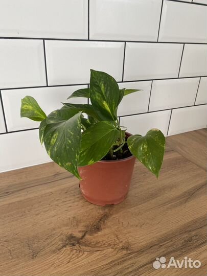 Сциндапсус