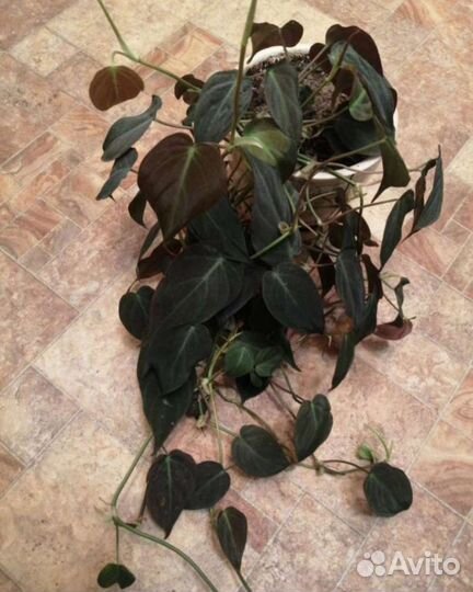 Сциндаптусы, монстеры и других домашних растений