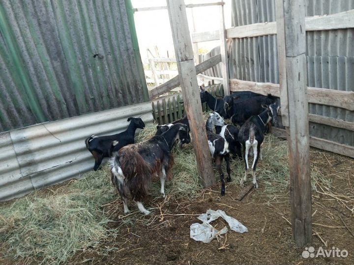 Коза поголовье