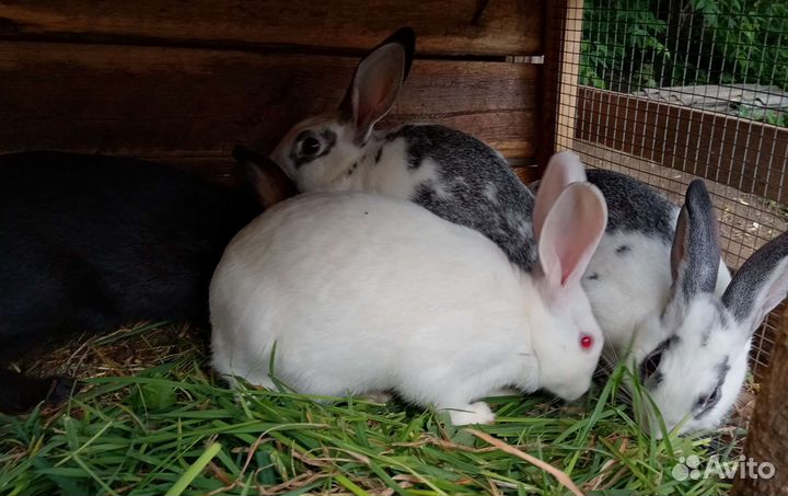 Кролики самки