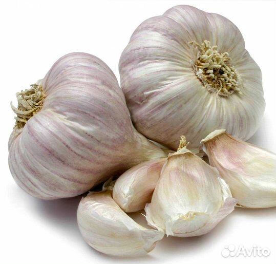 Чеснок на посадку Алексеевский гигант и Рокамболь