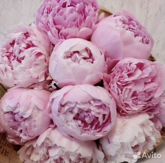 Пион Сара Бернар