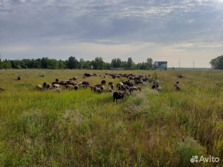 Барашки на продажу