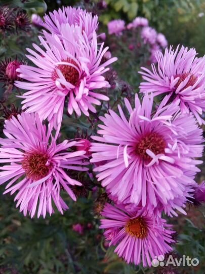 Сентябринки