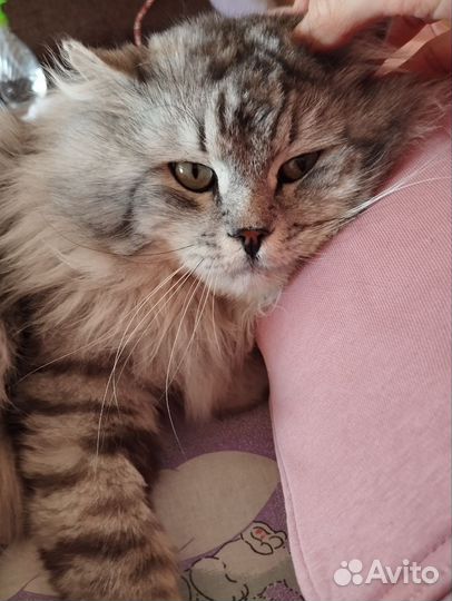 Кот Арсений, в добрые руки